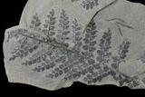 Pennsylvanian Fossil Fern (Sphenopteris) Plate - Kentucky #143715-1